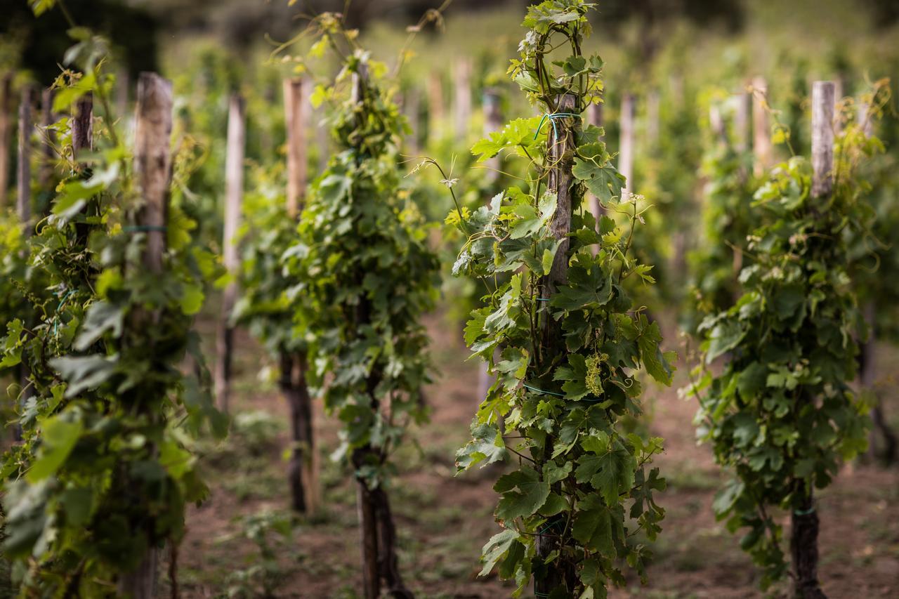 Capofaro Locanda & Malvasia Malfa Kültér fotó